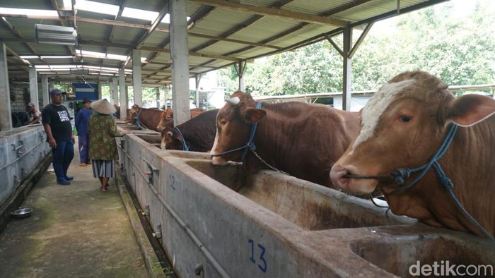 Sapi milik Dony Bindariyanto yang laris manis di Jombang