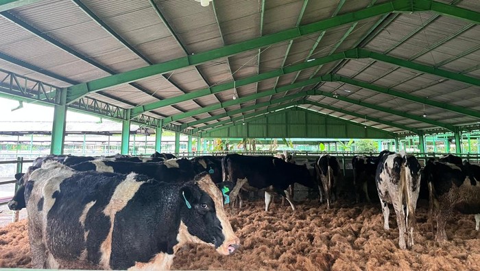 Sapi Perah Bunting Impor dari Australia.