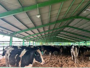 1.500-an Sapi Perah Australia Tiba di RI Buat Dukung MBG