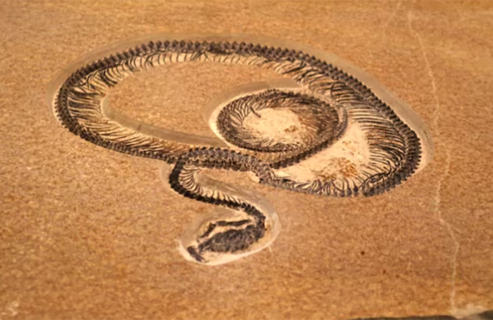 Vasuki indicus