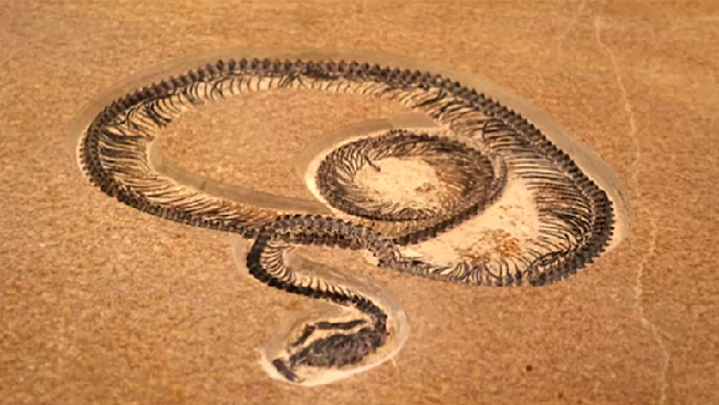 Ngeri! Fosil Ular Raksasa 15 Meter Ditemukan di India, Saingi Titanoboa?