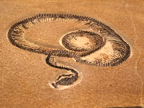 Peneliti Termukan Fosil Ular Purba Raksasa Sepanjang 15 Meter