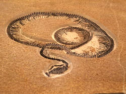 Monster dari India Purba: Ular Raksasa Vasuki Pesaing Titanoboa