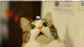 Si meong penasaran folder ini isinya apa ya? Foto: Imgur Unknown via BrightSide