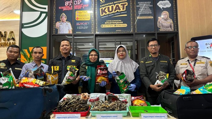10 ribu lebih ekor kuda laut kering yang diamankan Karantina Kepri dari koper WNA asal Mesir. (Dok Karantina)