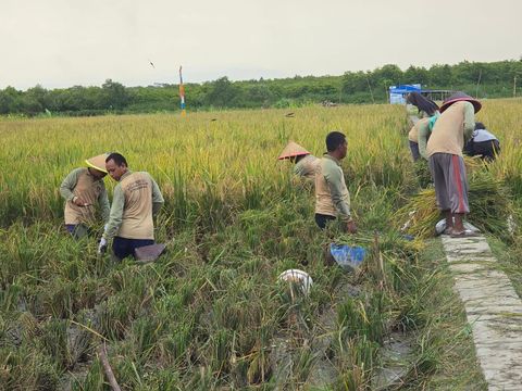 Aktivitas ketahanan pangan yang dikerjakan narapidana di Nusakambangan, Cilacap, Jateng.