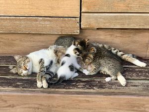 6 Alasan Induk Kucing Memakan Anaknya, Simak di Sini!