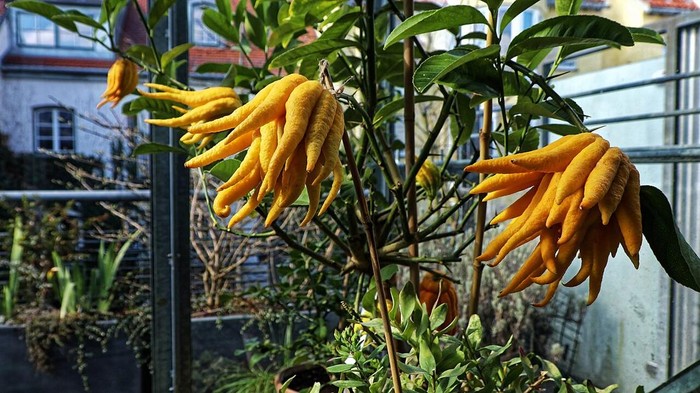 Jeruk tangan Buddha atau jeruk cakar harimau (Citrus medica var. Sarcodactylis).