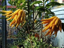 6 Buah Langka dari Berbagai Negara di Dunia, Ada yang Pernah Kamu Cicip?