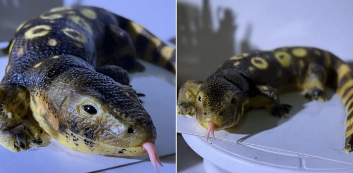 Kue biawak