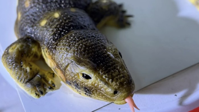 Kue biawak
