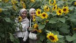 Ladang Bunga Matahari di Batu Jadi Magnet Wisata Musiman