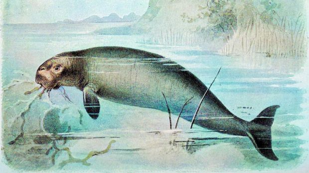 Rekonstruksi wujud sapi laut Steller atau Hydrodamalis gigas.