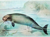 5 Hewan yang Baru Terungkap di 2025, Ada Katak yang Melahirkan