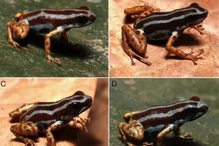 Spesies baru katak panah beracun