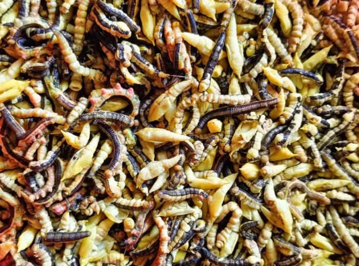 Ulat bulut tumis khas Vietnam