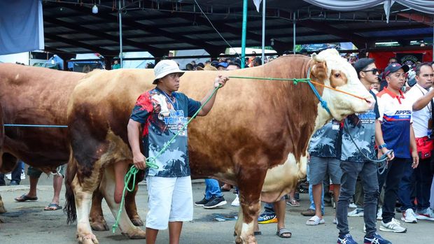 Ahmad Muzani dalam acara pelelangan sapi di Jawa Tengah (dok.istimewa)