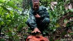 Bunga Langka Rafflesia Zollingeriana Mekar di Hutan Banyuwangi