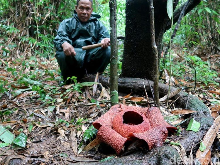 Bunga Langka Rafflesia Zollingeriana Mekar di Hutan Banyuwangi
