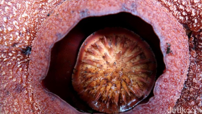 Bunga Rafflesia Zollingeriana bermekaran di Banyuwangi