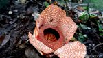 Bunga Langka Rafflesia Zollingeriana Mekar di Hutan Banyuwangi