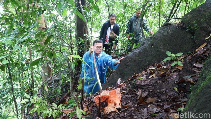 Bunga Rafflesia Zollingeriana bermekaran di Banyuwangi