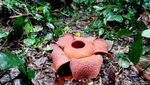 Bunga Langka Rafflesia Zollingeriana Mekar di Hutan Banyuwangi
