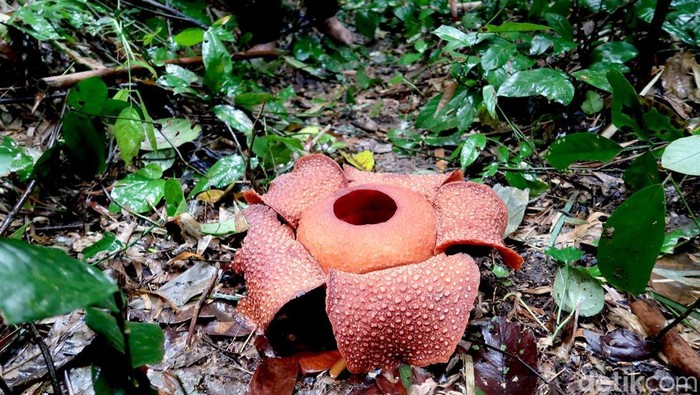Bunga Rafflesia Zollingeriana bermekaran di Banyuwangi Bunga Rafflesia Zollingeriana bermekaran di Banyuwangi