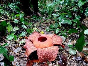 Bunga Rafflesia Zollingeriana Bermekaran di Hutan Banyuwangi