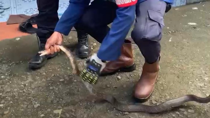 Damkar Barru evakuasi ular kobra masuk di teras rumah warga.