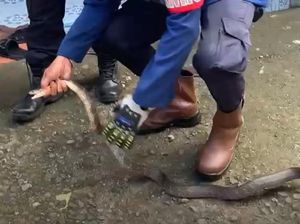 Ular Kobra Masuk di Teras Rumah Warga Barru, Damkar Evakuasi