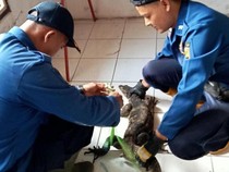 Hiii...Ada Biawak Ngumpet di Box Speaker Rumah Warga Ciamis