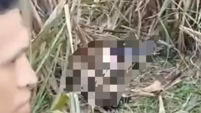 Jasad wanita ditemukan di area kebun tebu di Ogan Ilir.