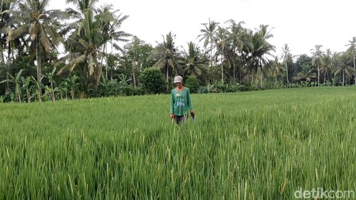 Ketut Jolang menunjukkan sebagian lahan sawah yang diserang hama wereng di Subak Abasan Sembung Sobangan, Mengwi, Badung, Minggu siang.