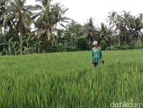 Serangan Wereng Hijau Bikin Petani di Badung Terancam Gagal Panen