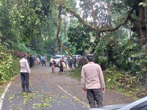 Pohon Tumbang di Jalan Poros Malino Gowa, Lalu Lintas Sempat Macet