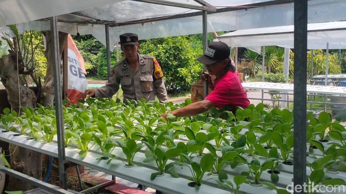Polsek Candi mendampingi warga membudidayakan sayur hidroponik