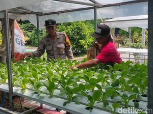 Polsek Candi Sidoarjo Dorong Ketahanan Pangan Lewat Sayur Hidroponik