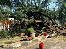 Pemkot Bandung Periksa Pohon Rawan di Jalur Protokol Usai Insiden Dago
