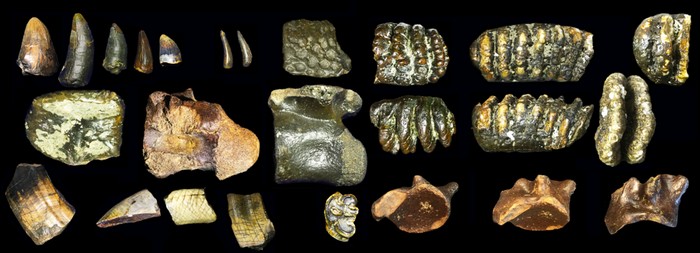 Sisa Homo erectus dari dasar laut—penemuan arkeologi baru di Indonesia.