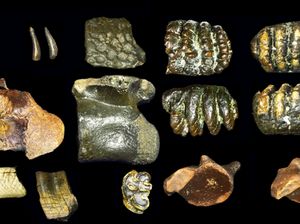 Ilmuwan Temukan Fakta Baru Homo erectus dari Dasar Selat Madura!