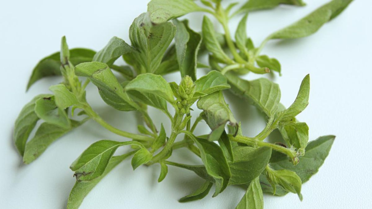 8 Manfaat Daun Kemangi Bagi Kesehatan, Bisa untuk Kecantikan!