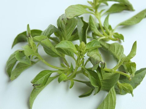 Daun kemangi segar