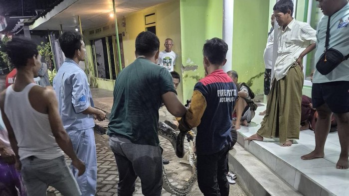 Evakuasi ular piton di Kota Pasuruan.