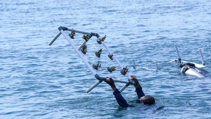 Prajurit Komando Pasukan Katak (Kopaska) TNI AL merangkai bibit terumbu karang yang akan di tanam di Pantai Bangsring, Banyuwangi, Jawa Timur, Senin (19/5/2025). Kegiatan tersebut merupakan bagian dari upaya rehabilitasi terumbu karang di zona konservasi bawah laut  serta sebagai bentuk kontribusi TNI AL dalam menjaga ekosistem laut agar dapat meningkatkan daya tarik wisata bahari di kawasan itu. ANTARA FOTO/Budi Candra Setya