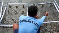 Dengan langkah konservasi ini, TNI AL berharap masyarakat sekitar dapat terus menjaga ekosistem laut, yang juga menjadi sumber mata pencaharian dan daya tarik pariwisata lokal.