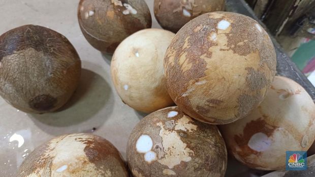 Pantauan harga kelapa di Pasar Rumput, Jakarta Selatan, Senin (19/5/2025). (CNBC Indonesia/Martyasari Rizky)