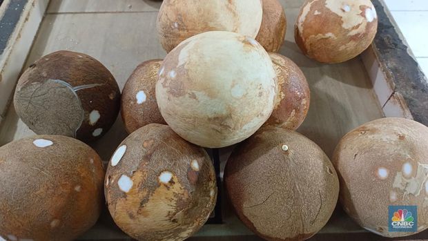 Pantauan harga kelapa di Pasar Rumput, Jakarta Selatan, Senin (19/5/2025). (CNBC Indonesia/Martyasari Rizky)