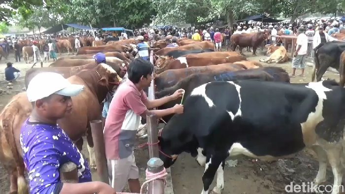 Pasar hewan Lumajang ramai jelang Idul Adha.
