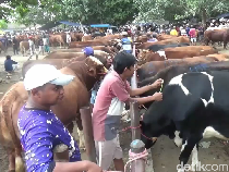 Harga Sapi Kurban di Pasar Hewan Lumajang Naik Rp 2 Juta
